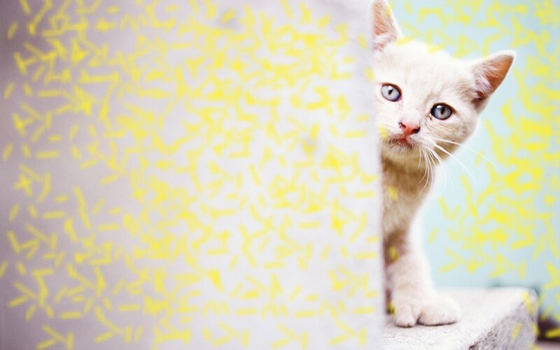 White Kitten Peeking — Yellow