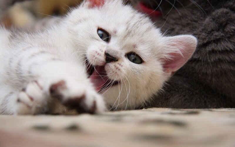 white kitten playing