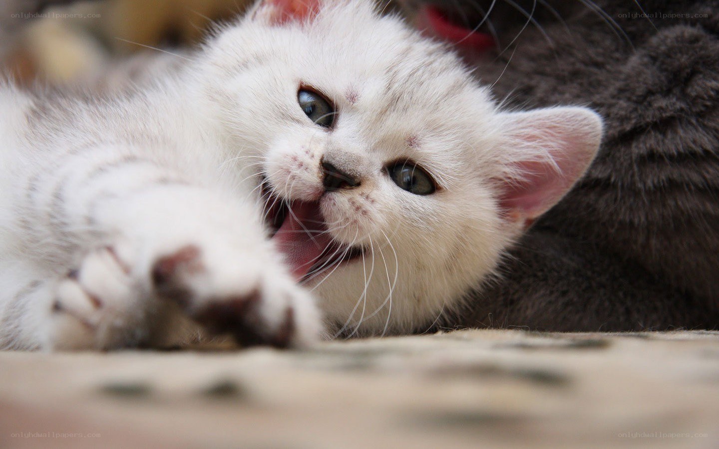 white kitten playing
