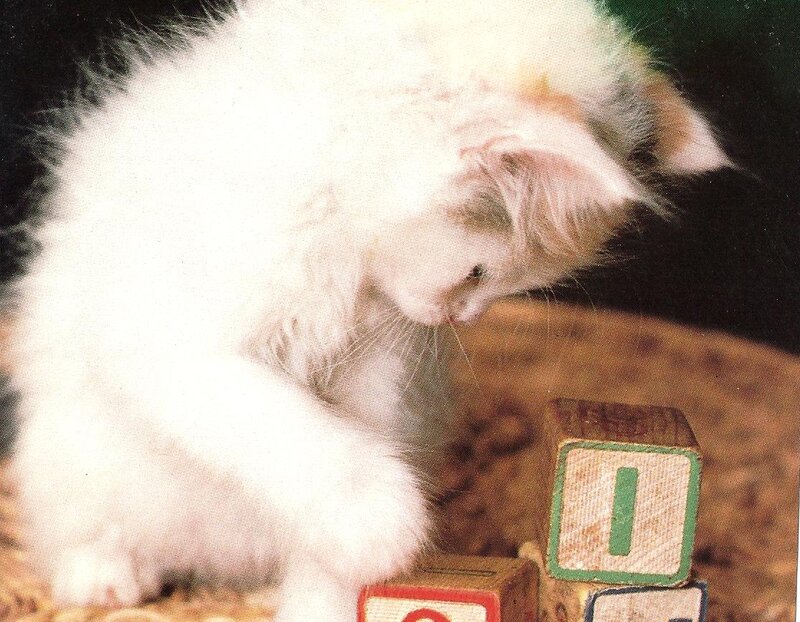 White Kitten Playing — Calm, Photograph, Blocks