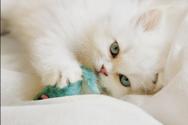 White Kitten Playing — Calm, Photograph