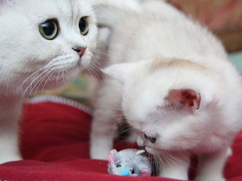White Kitten Playing — Calm
