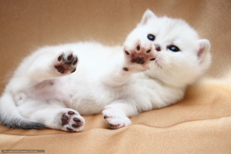 White kitten playing on its back