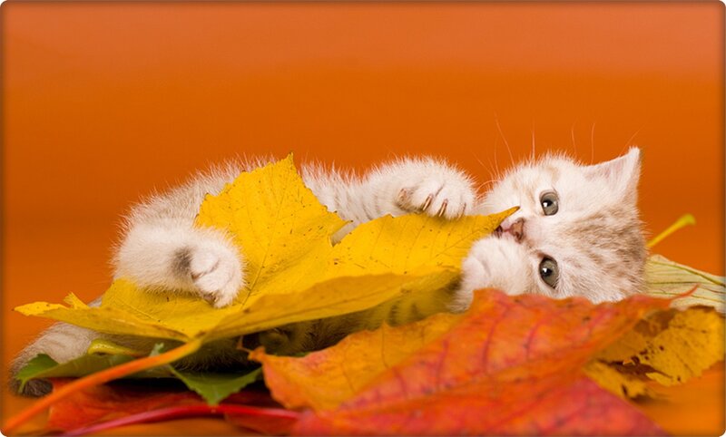 White Kitten Playing — Orange