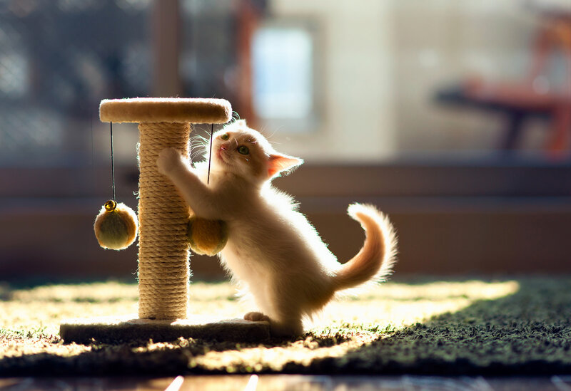 White Kitten Playing — Playful, Afternoon, Photograph, Cat Tree