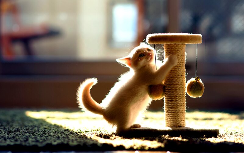 White Kitten Playing — Playful, Afternoon, Photograph