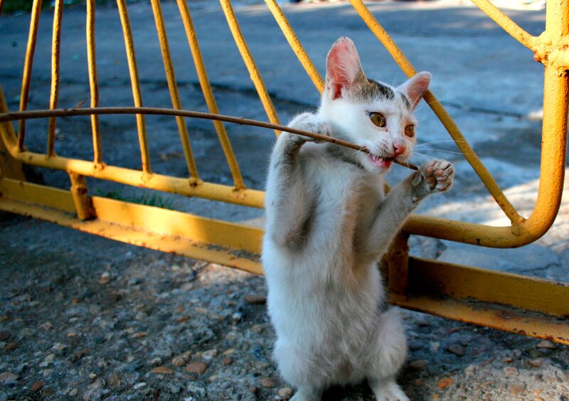 White Kitten Playing — Playful, Afternoon