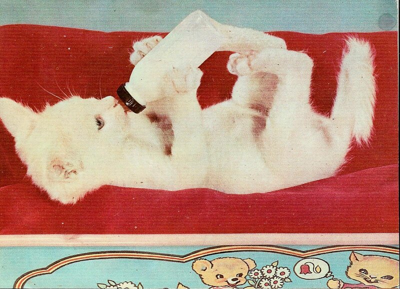 White Kitten Playing — Playful, Illustration