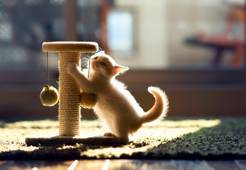 White Kitten Playing — Playful, Morning, Photograph