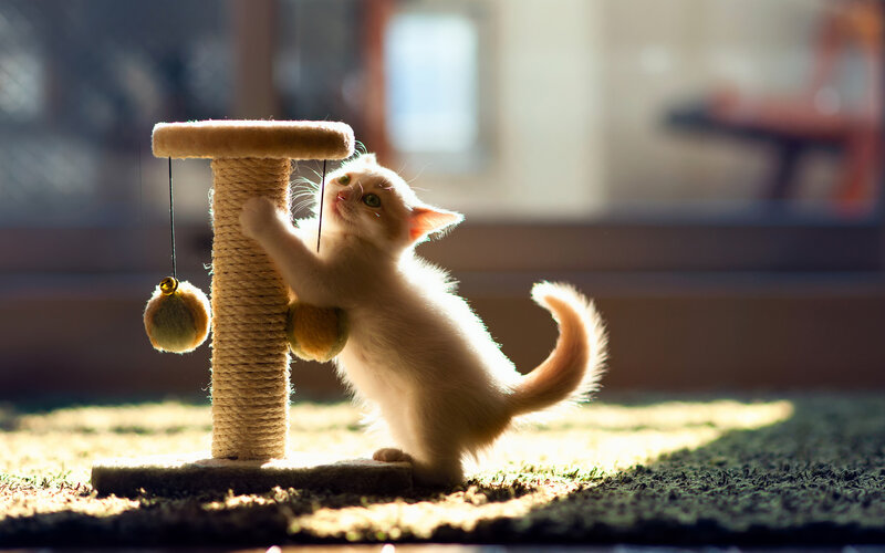 White Kitten Playing — Playful, Morning