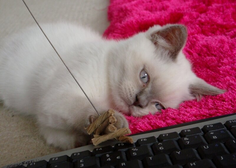 White Kitten Playing — Playful, Photograph, Keyboard
