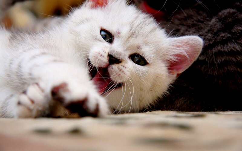 White Kitten Playing — Playful, Photograph, Paw