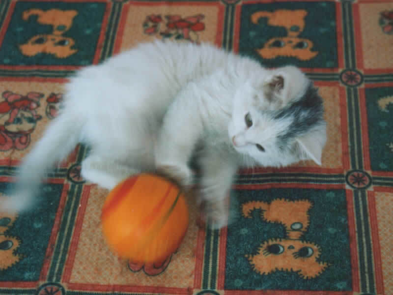 White Kitten Playing — Playful, Photograph