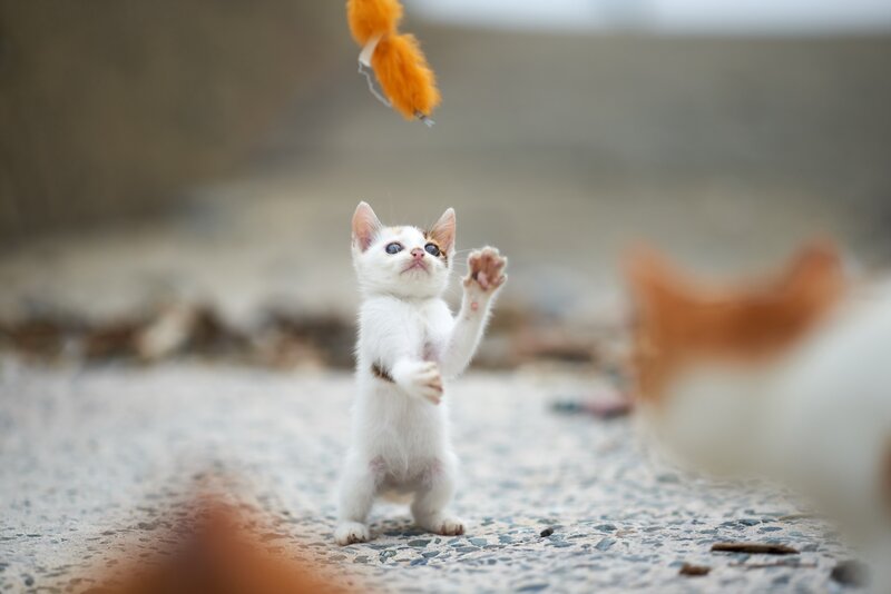 White Kitten Playing — Playful, Photograph, Toy, Ground