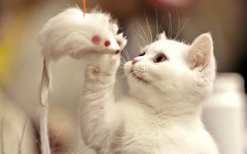 White Kitten Playing — Playful, Photograph, Toy Mouse