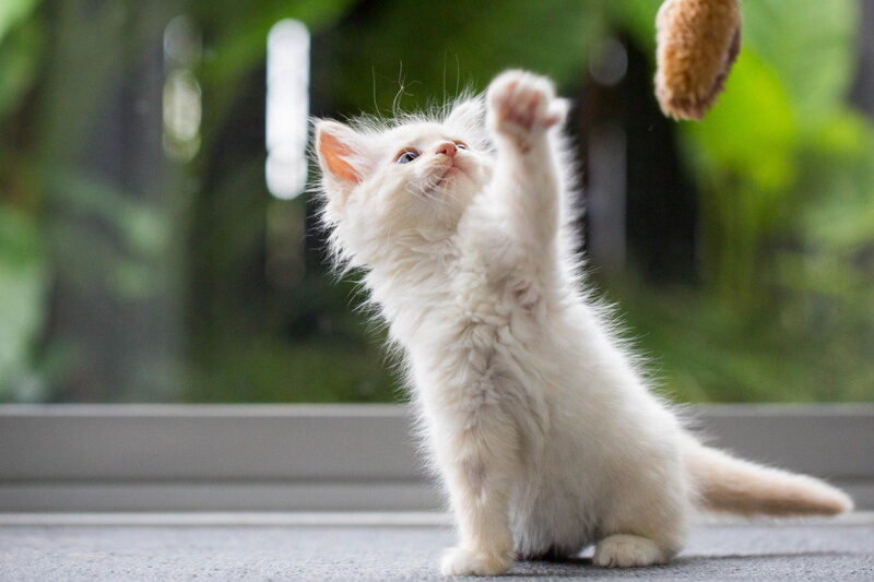 White Kitten Playing — Playful, Photograph, Toy