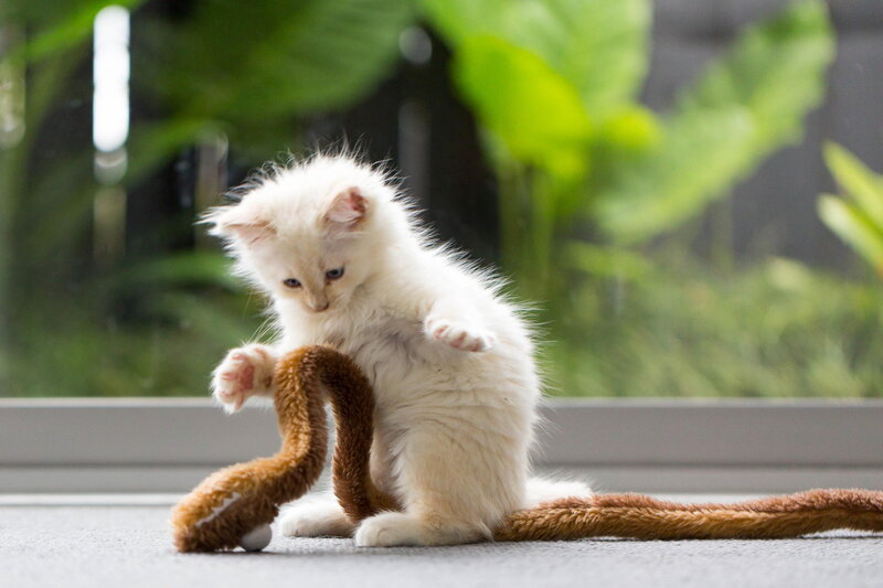 White Kitten Playing — Playful, Photograph, Toy, Window