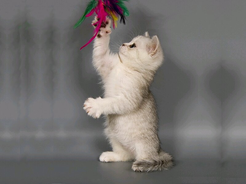 White Kitten Playing — Playful