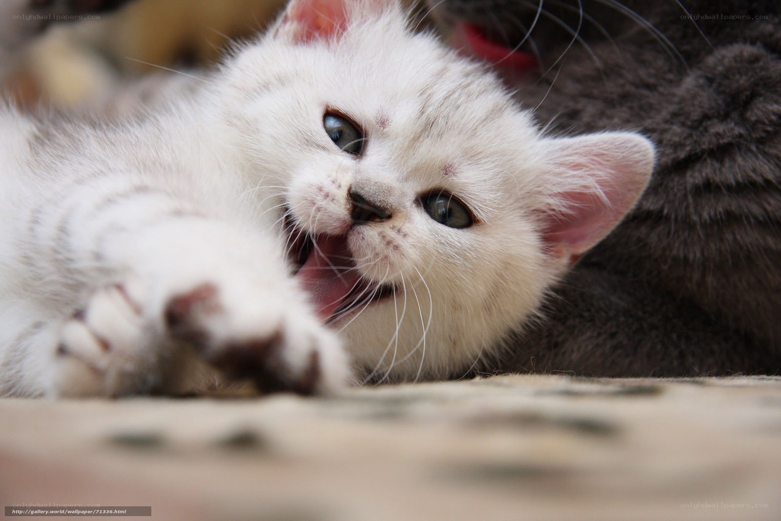 white kitten playing