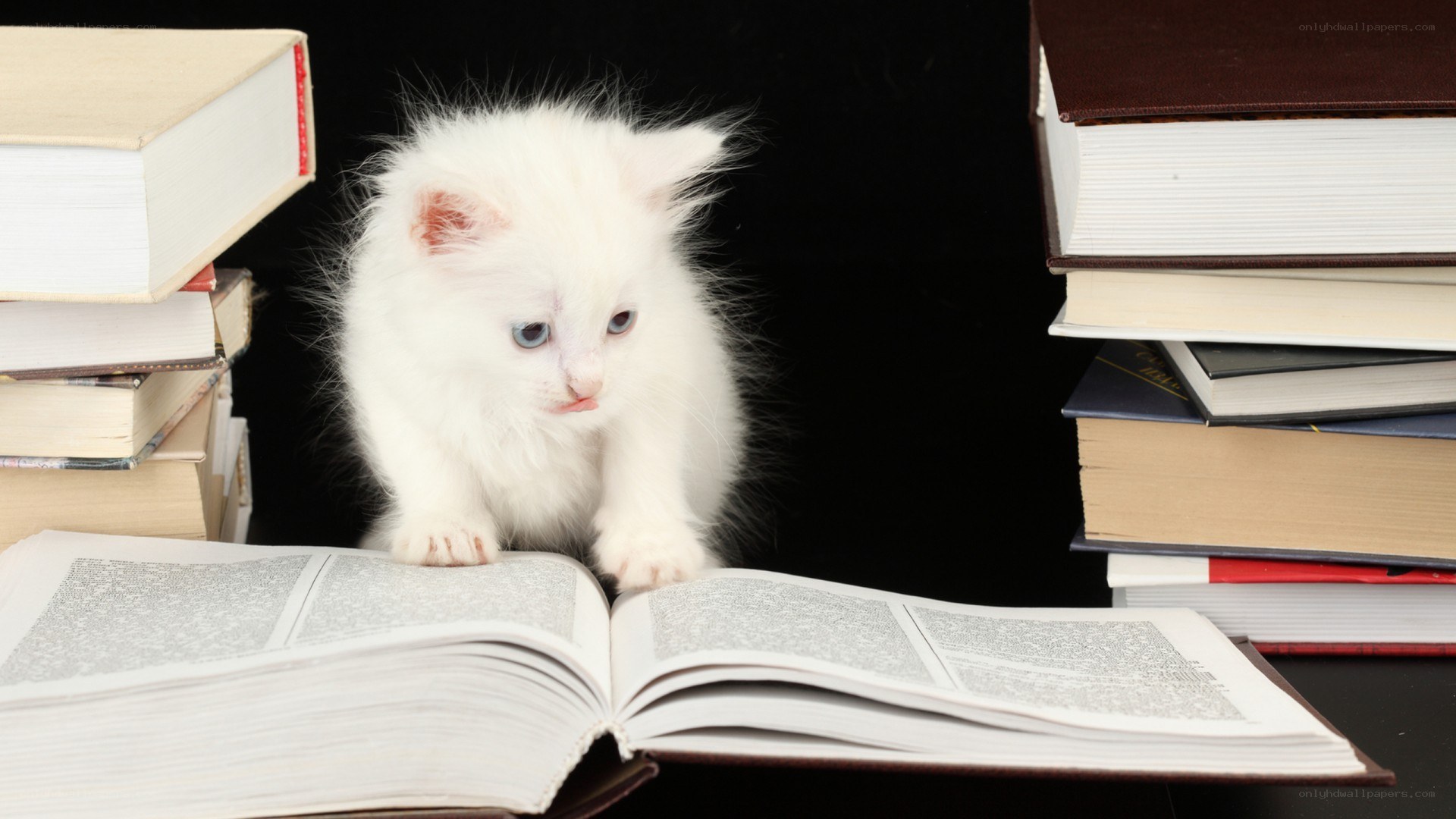 white kitten reading book