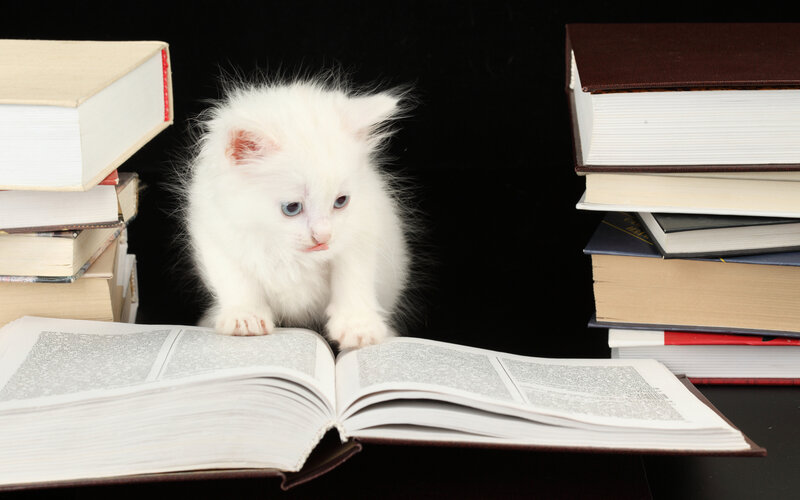 White Kitten Reading Book — Curious, Photograph