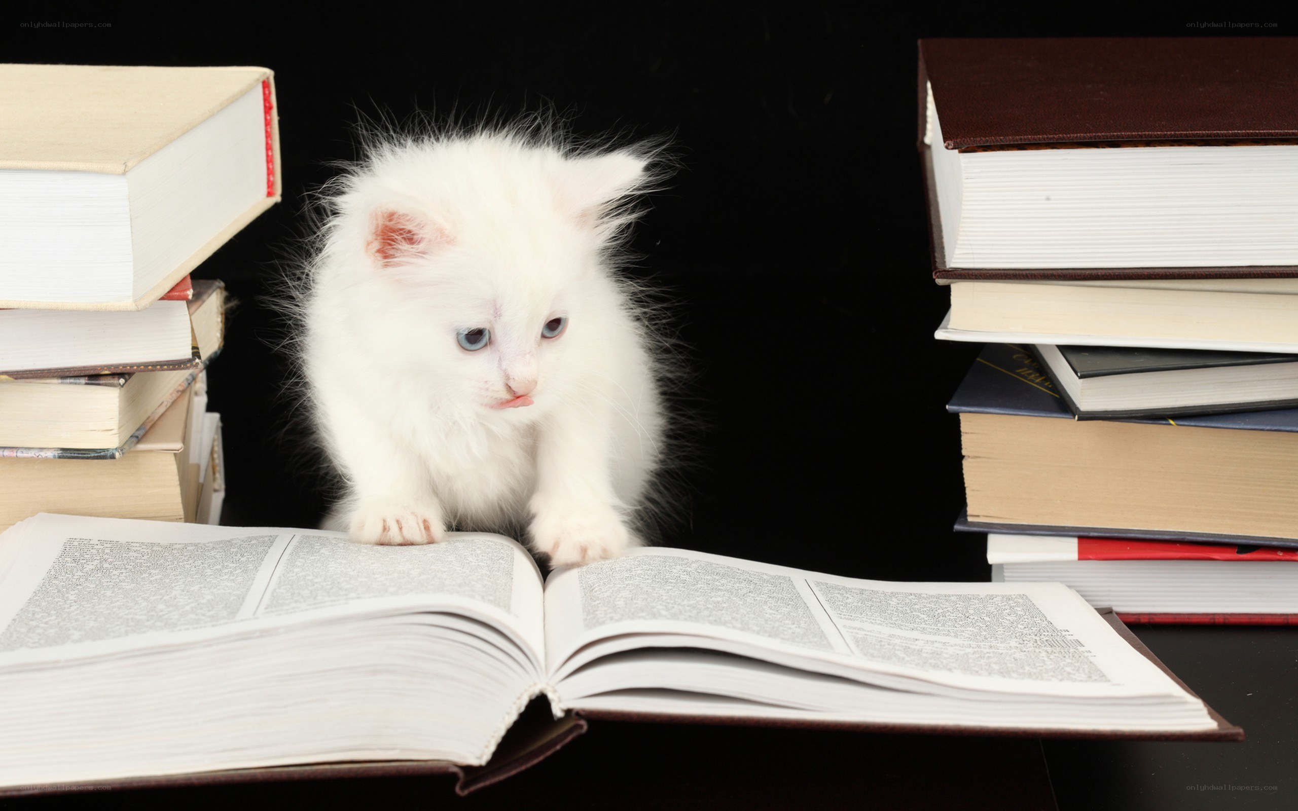 white kitten reading book