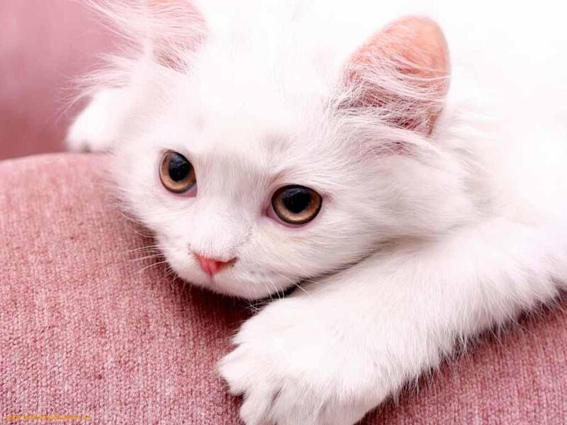 White Kitten Resting