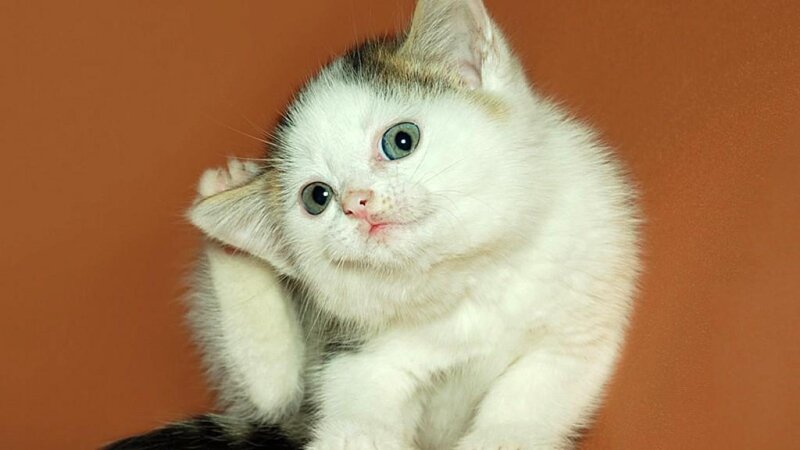White Kitten Scratching — Curious
