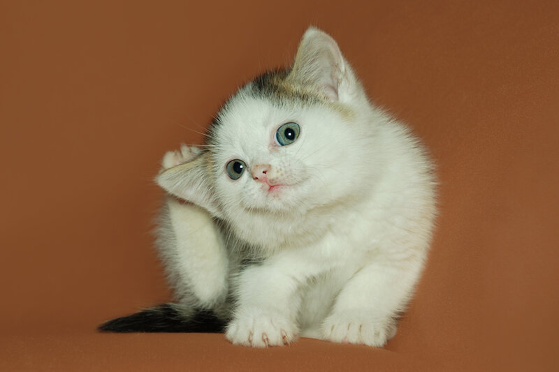 White Kitten Scratching Ear