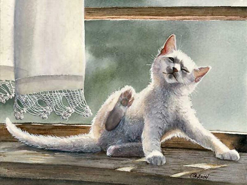 White Kitten Scratching