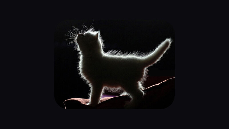 White Kitten Silhouette — Black, Dramatic, Photograph