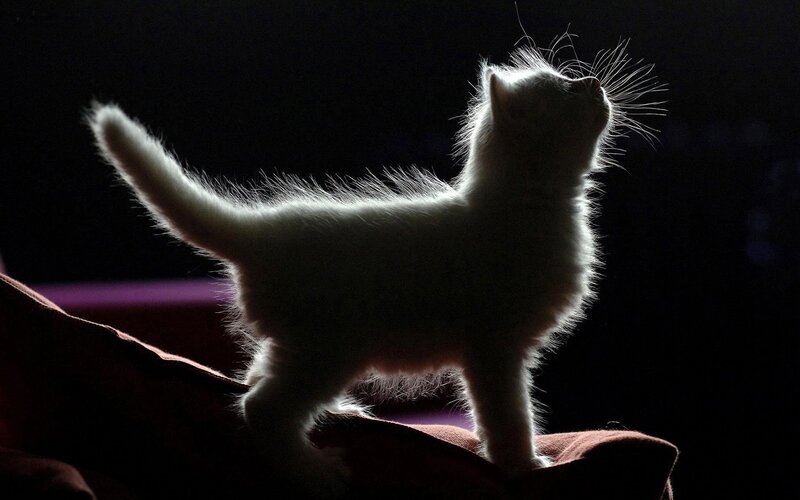 White Kitten Silhouette — Black, Dramatic