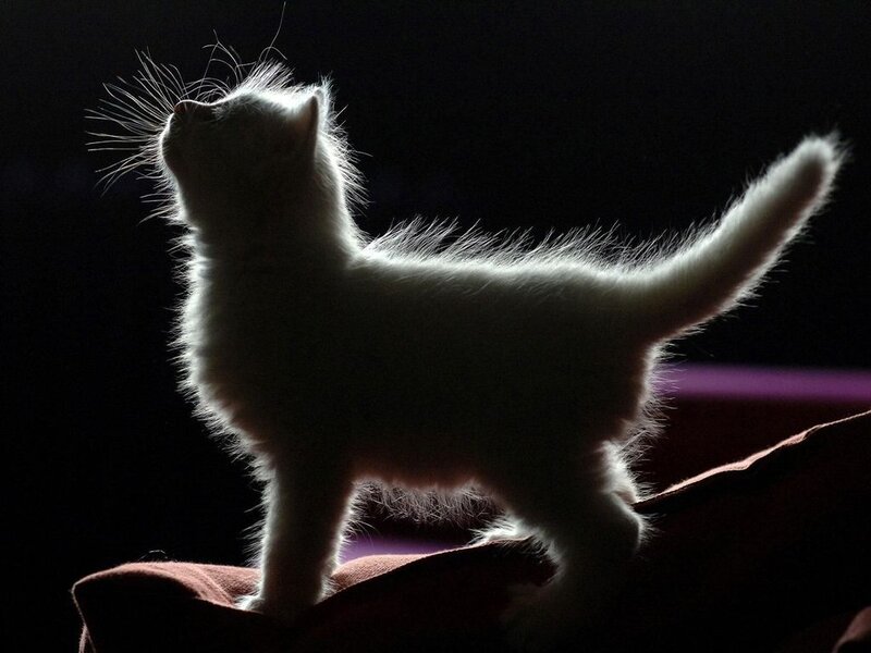 White Kitten Silhouette — Black