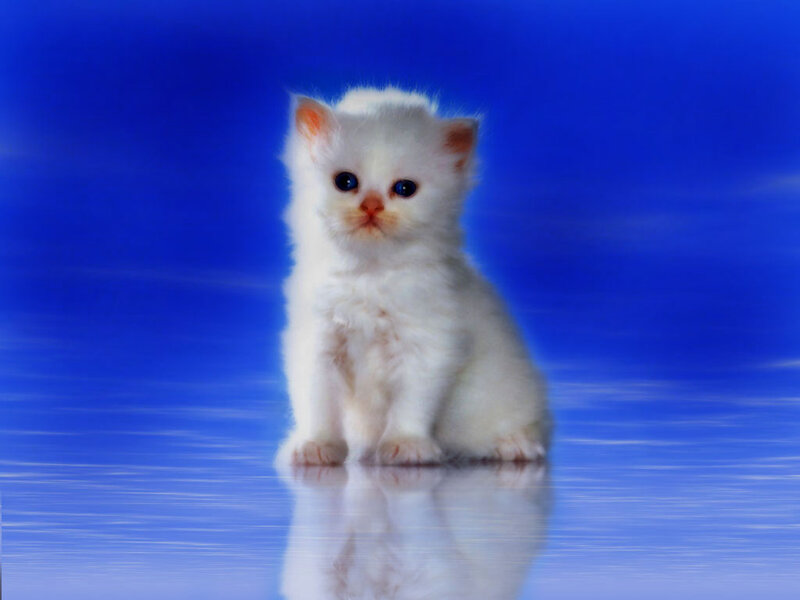 White Kitten Sitting — Blue