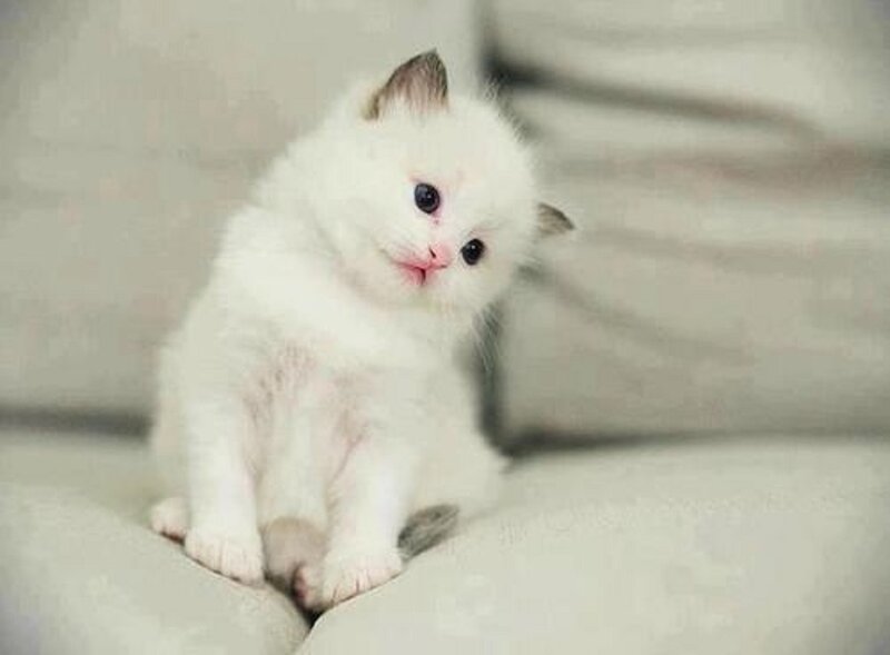 White Kitten Sitting — Calm, Photograph