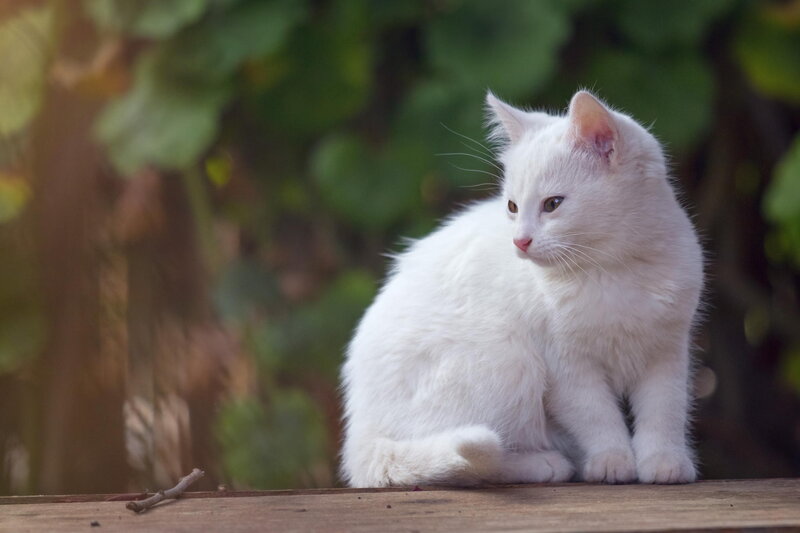 White Kitten Sitting — Calm