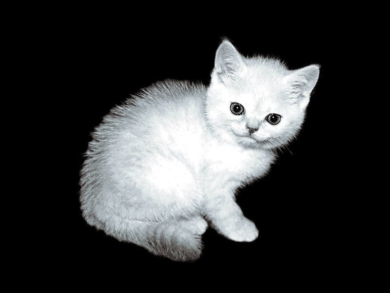 White Kitten Sitting — Neutral, Photograph