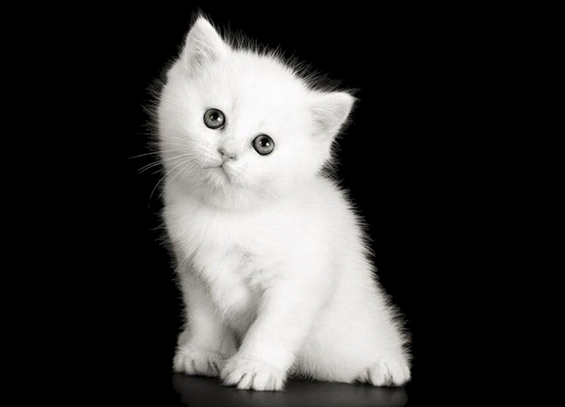 White Kitten Sitting — Neutral