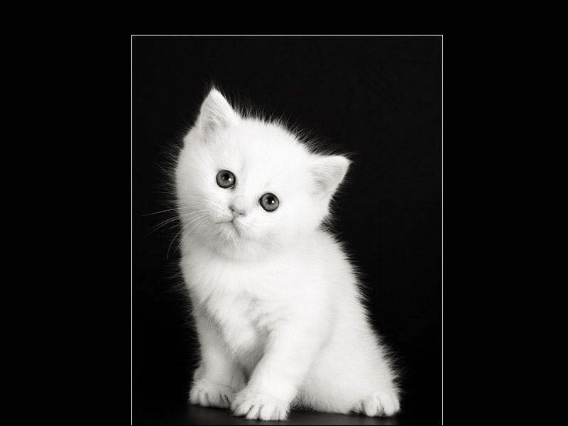 White Kitten Sitting