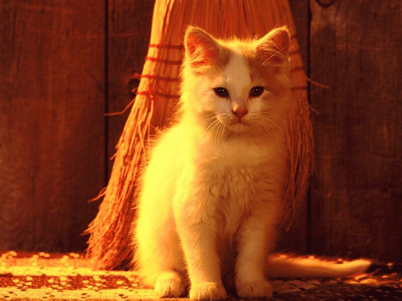 White Kitten Sitting — Yellow