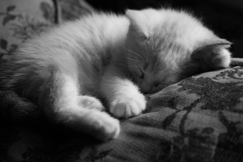 White Kitten Sleeping — Black
