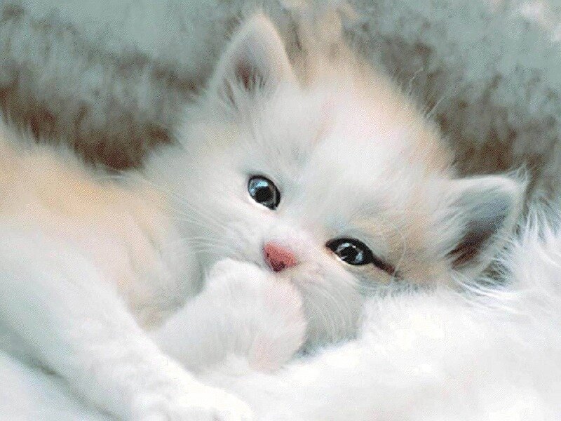 White Kitten Sleeping — Calm, Photograph