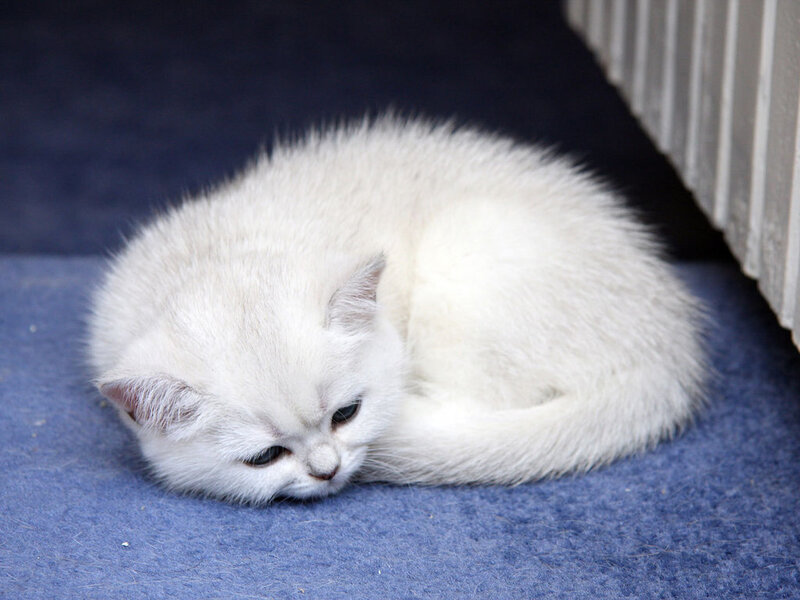 White Kitten Sleeping — Calm