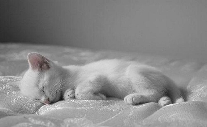 White Kitten Sleeping — Gray