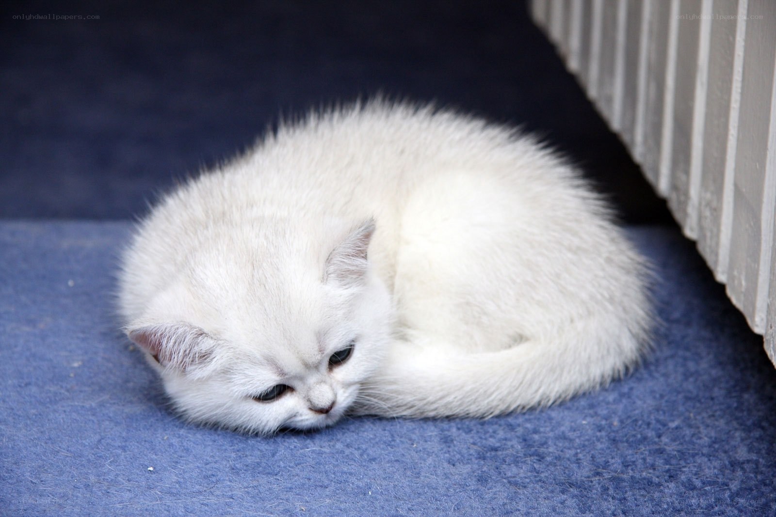white kitten sleeping on carpet