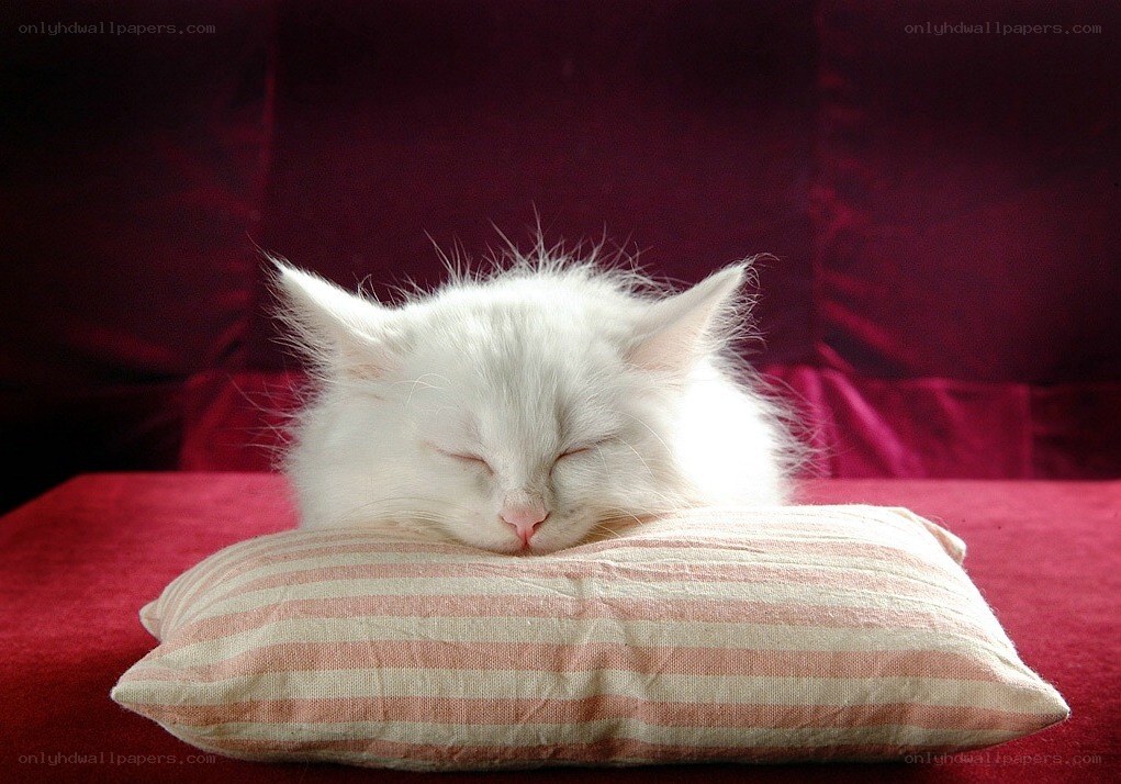 White kitten sleeping on pillow