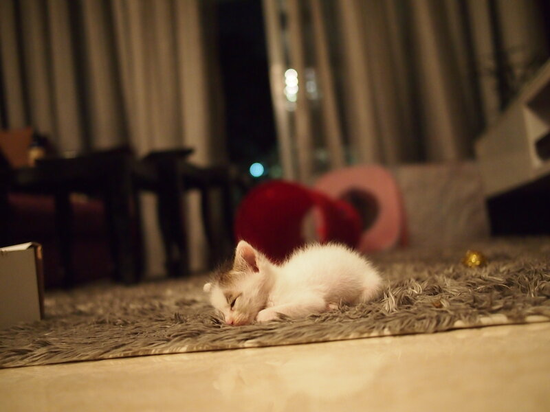 White Kitten Sleeping — Peaceful, Night