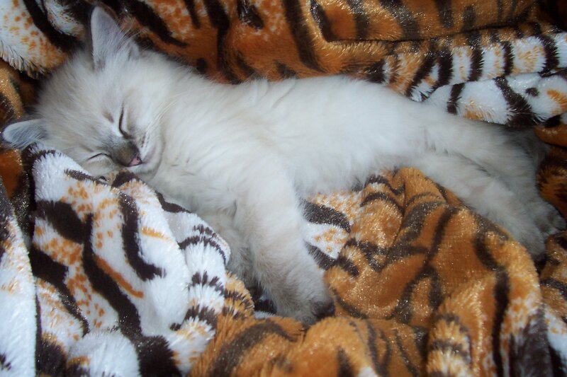 White Kitten Sleeping — Peaceful, Photograph, Blanket