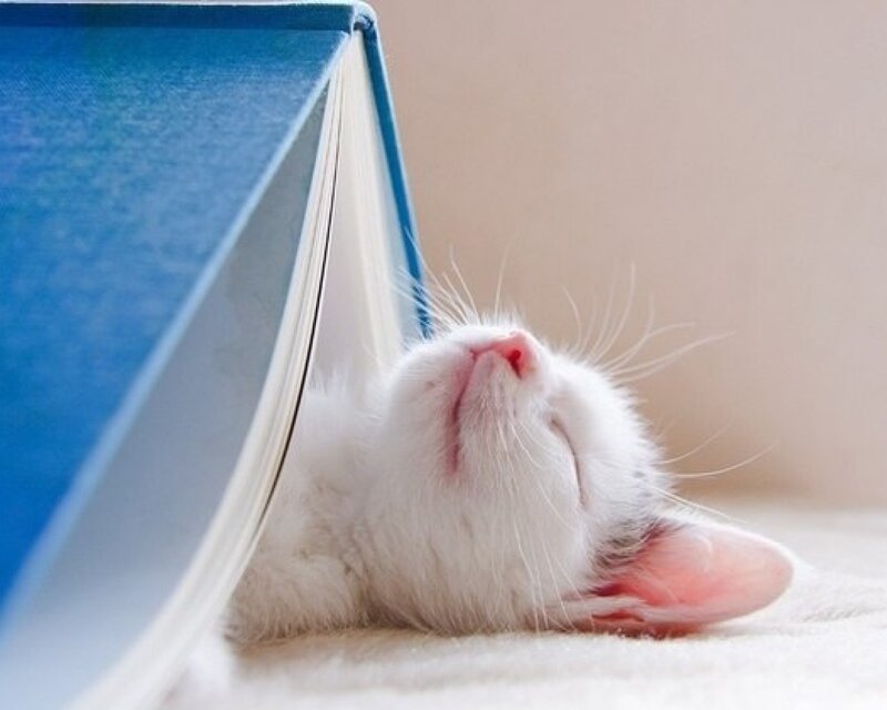 White Kitten Sleeping — Peaceful, Photograph, Book, Floor