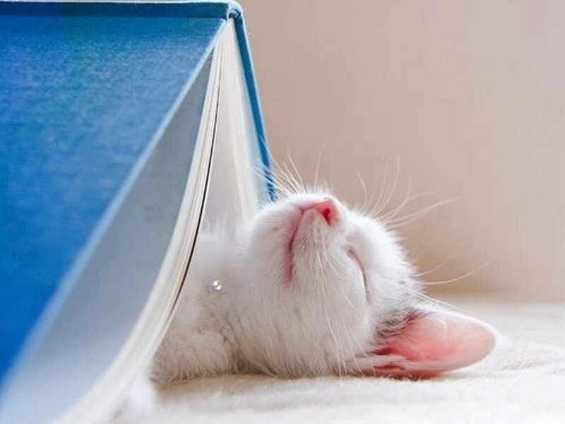 White Kitten Sleeping — Peaceful, Photograph, Book